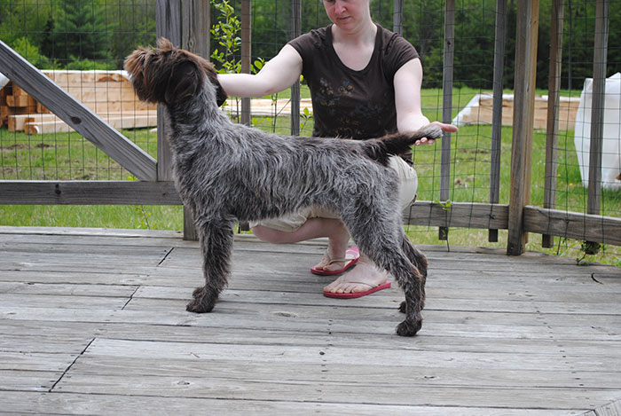 wirehaired pointing griffon haircut
